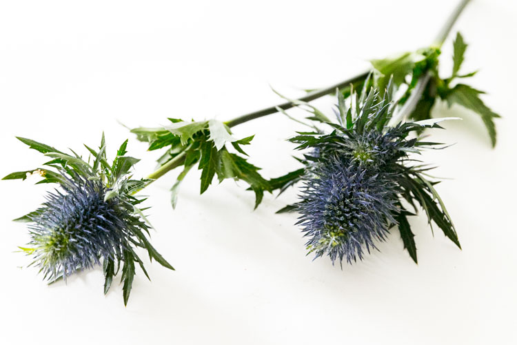 Tistlar Eryngium - Blommor - Interflora