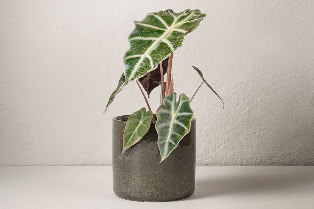 Alocasia Polly