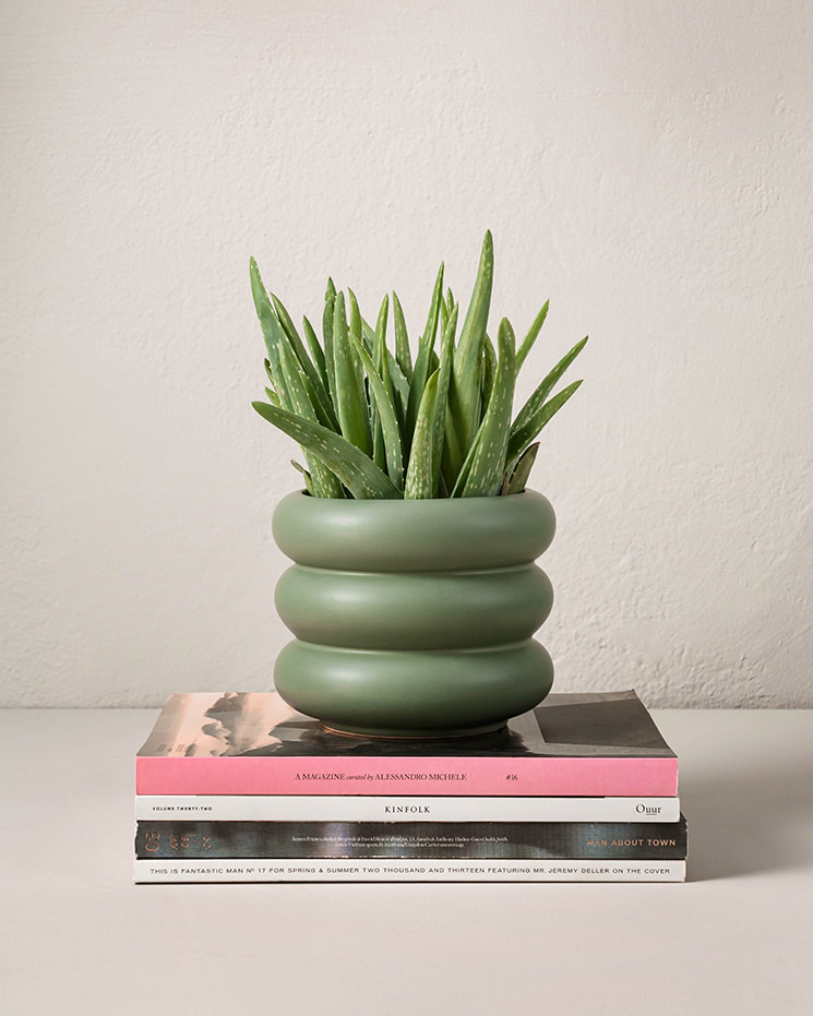 Aloe vera
